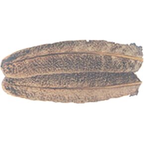 تركيا جناح Quill Motterned Oak #3