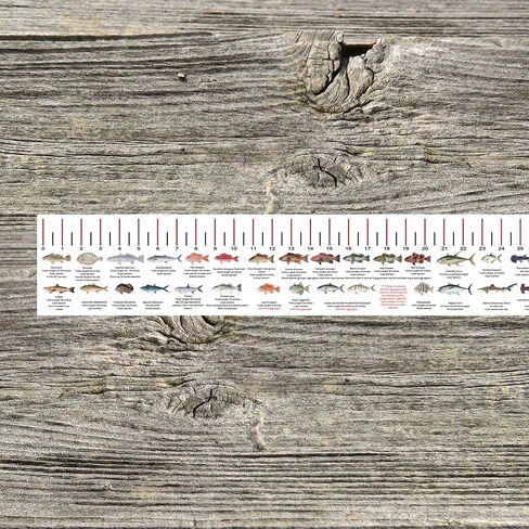 STATE COASTAL FISH RULER with FISH ID and FISHING REGULATIONS - 50 INCH RULER DECALS in Saudi Arabia