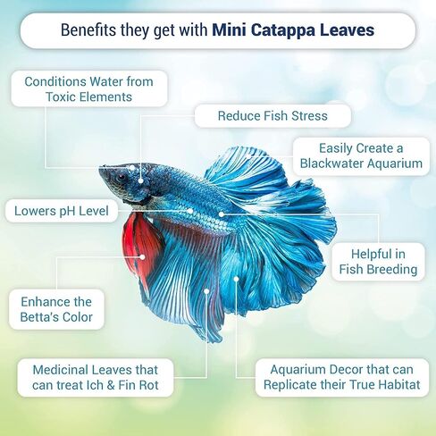 SunGrow 50 pcs Catappa Indian Almond Leaves – 2" Water Conditioner for Betta Fish Tank, Aquarium Leaf for Fish Breeding, Shrimp, Goldfish, Guppy & Frogs in Kuwait