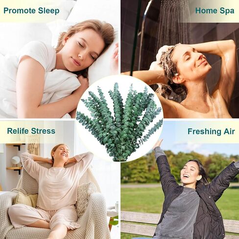 38 قطعة من سيقان الأوكالبتوس المجففة للاستحمام - 17 بوصة نبات دش الأوكالبتوس المحفوظ الحقيقي، فروع الأوكالبتوس الطازجة تترك النباتات الخضراء معلقة، ترتيب الزهور، الزفاف، المنتجعات الصحية المنزلية، حشو المزهرية in Kuwait