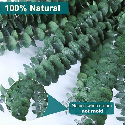 38 قطعة من سيقان الأوكالبتوس المجففة للاستحمام - 17 بوصة نبات دش الأوكالبتوس المحفوظ الحقيقي، فروع الأوكالبتوس الطازجة تترك النباتات الخضراء معلقة، ترتيب الزهور، الزفاف، المنتجعات الصحية المنزلية، حشو المزهرية in Kuwait