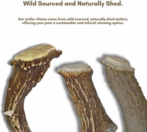 WhiteTail Naturals - قرون الأيائل المتميزة للكلاب - (3 عبوات صغيرة) - طبيعية بالكامل، عظام مضغ للكلاب - تتساقط بشكل طبيعي، لم يتم الإساءة إلى الحيوانات في تصنيعها، مضغ قرن الوعل in Kuwait