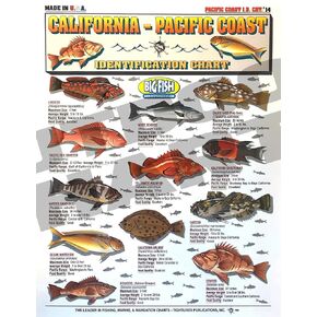 California to Pacific Coast Fish Identification #14 - Waterproof Quick Reference Guide | Portable & Built to Last | Double-Sided & Easy to Read | (Size, Weight, Location, Food Quality, And Coloring)