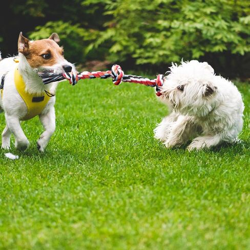 TwoEar Dog Rope Toy 4 Pack - Puppy Teething Toys for Small Breed in Saudi Arabia