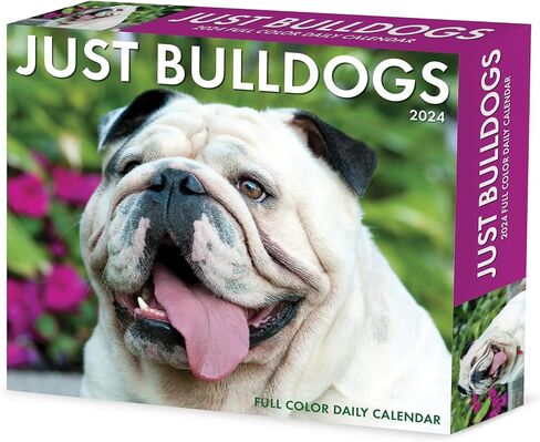 Bulldogs Daily 2024 Box/Desk Calendar (5.86" x 4.72") in Saudi Arabia