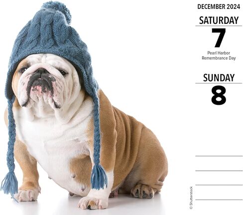 Bulldogs Daily 2024 Box/Desk Calendar (5.86" x 4.72") in Saudi Arabia