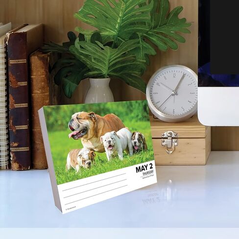 Bulldogs Daily 2024 Box/Desk Calendar (5.86" x 4.72") in Saudi Arabia