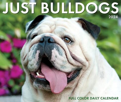Bulldogs Daily 2024 Box/Desk Calendar (5.86" x 4.72") in Saudi Arabia