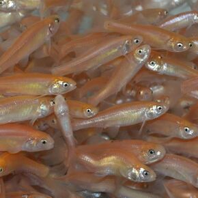 Pink Fathead Minnows