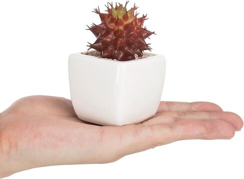 MyGift Mini Assorted Artificial Succulent, Indoor Fake House Plants in Geometric Ceramic Pots, Set of 6 in Saudi Arabia