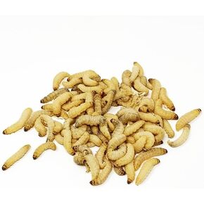250 Premium Live Wax Worms Shipped
