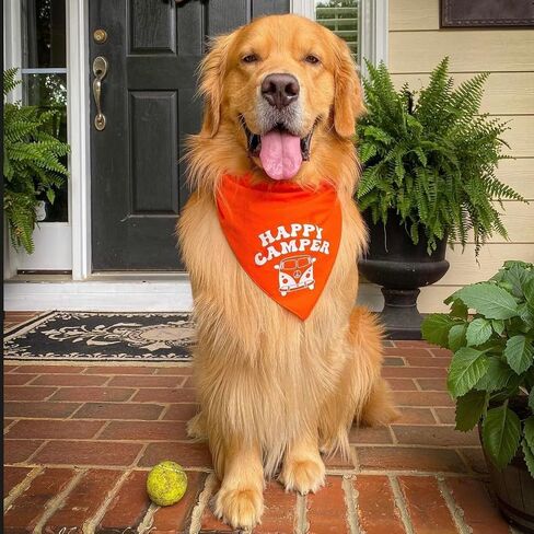 Happy Camper Summer Dog Bandana (Rainbow Scrunch, OS 799) in Saudi Arabia