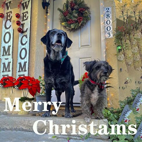 USP Pet Soft&Comfy Bowtie Dog Collar and Cat Collar Pet Gift for Dogs and Cats Adjustable Pure Cotton Collars 6 Sizes and 5 Patterns in Kuwait