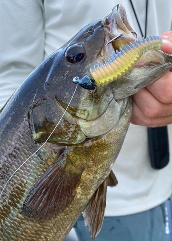Pre-Rigged 3-4 inch Swimbait Kit | 6 Different Packs | 18-24 Total Fishing Lures in Kuwait