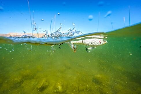 Berkley Choppo Topwater Fishing Lure, Assorted 3 Pack, 1/2 oz, 90mm Topwater, Enhanced Propeller Surface Area for Maximum Disturbance, Equipped with Sharp Fusion19 Hook in Kuwait