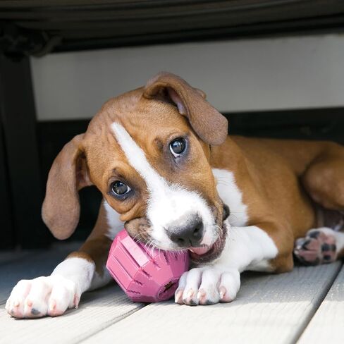 Puppy Activity Ball Small in Saudi Arabia