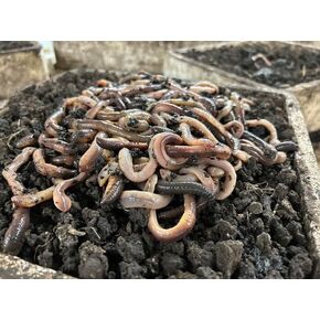 120ct Canadian Nightcrawlers Worms (4-6 inch) - Fishing Bait or Pet Feed