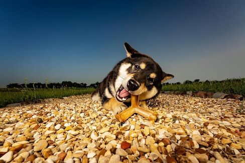 N-Bone Quado Interactive Chew, Ginormous Peanut Flavor (1 Pack), Large in Saudi Arabia