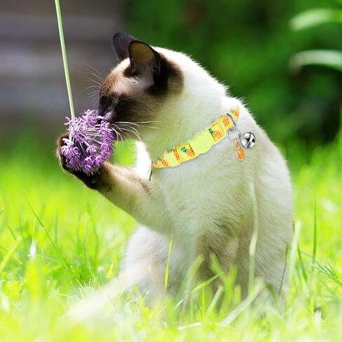 12 Pieces Breakaway Cats Collar with Bell and Summer Fruit Patterns Pendants, Safety Adjustable Collar Set for Pets Decoration (Medium) in Saudi Arabia