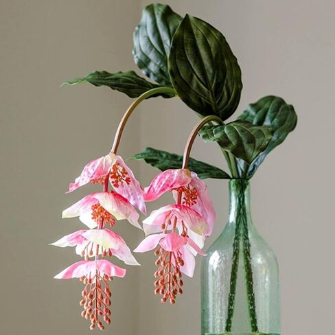 Pack of 2 - Artificial Medinilla Magnifica Made with PU Real Touch Exotic Flowers Fake Tropical Philippine Orchid Rose Grape Plant for Home Garden Decor - 51.15 inch (Flamingo Pink) in Saudi Arabia