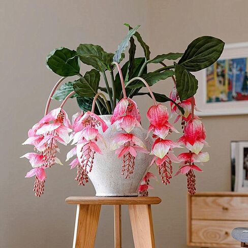 Pack of 2 - Artificial Medinilla Magnifica Made with PU Real Touch Exotic Flowers Fake Tropical Philippine Orchid Rose Grape Plant for Home Garden Decor - 51.15 inch (Flamingo Pink) in Saudi Arabia