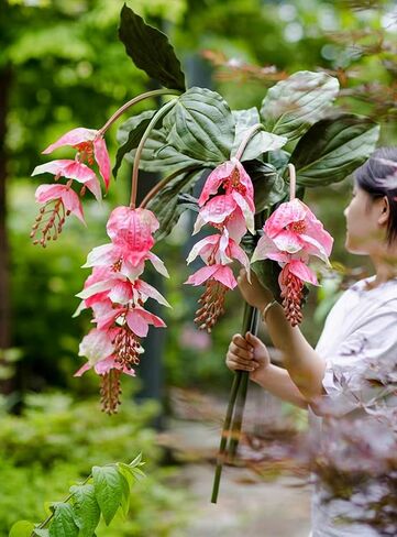 Pack of 2 - Artificial Medinilla Magnifica Made with PU Real Touch Exotic Flowers Fake Tropical Philippine Orchid Rose Grape Plant for Home Garden Decor - 51.15 inch (Flamingo Pink) in Saudi Arabia