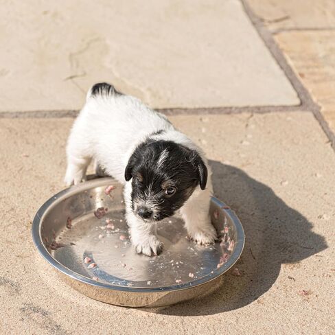 ممارسات أخلاقية 25.4 سم Puppy ومصنوعة من الفولاذ المقاوم للصدأ in Kuwait