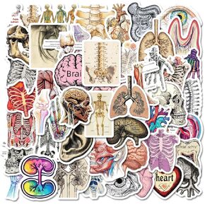 50Pcs Human Organ Stickers Medical Body Organ Anatomy Decals for Journal, Planner, Water Bottles, Laptop, Refrigerator, Skateboard, Luggage, Kindle, Waterproof Vinyl Graffiti Stickers