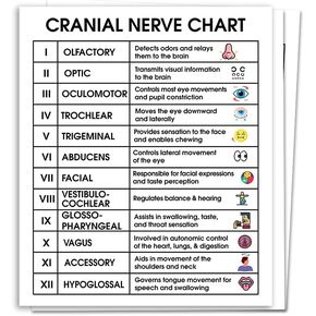 (3pcs) Cranial Nerve Chart Sticker - Medical Anatomy Study Guide - Educational Reference For Nursing Students - Neurology Cheat Sheet For Doctors - Decal For Laptops - Notebooks - Medical Office Decor