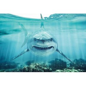 Haoyiyi 7x5ft Underwater Shark Backdrop Deep Under Sea Seabed World Great White Shark Aquarium Photography Background Baby Boy Birthday Celebration Theme Party Kid Diver Portrait Photo Studio Props