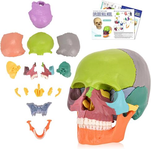 Human Skull Model, Detachable Palm-Sized Skull Model, 15 Parts Exploded Anatomy Skull Model, Mini Anatomical Head Model for Medical Students, Teaching Tools, White in Kuwait