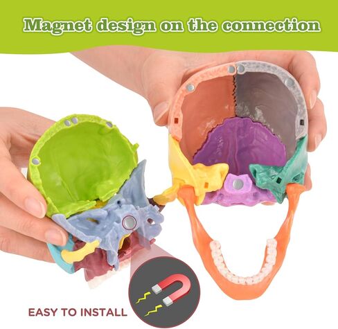 Human Skull Model, Detachable Palm-Sized Skull Model, 15 Parts Exploded Anatomy Skull Model, Mini Anatomical Head Model for Medical Students, Teaching Tools, White in Kuwait