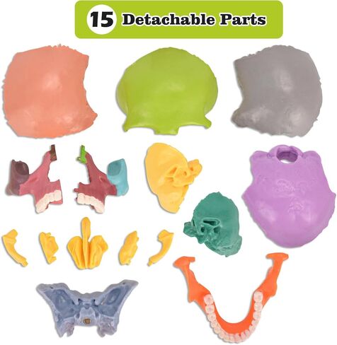Human Skull Model, Detachable Palm-Sized Skull Model, 15 Parts Exploded Anatomy Skull Model, Mini Anatomical Head Model for Medical Students, Teaching Tools, White in Kuwait
