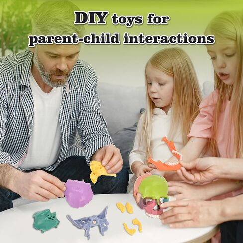 Human Skull Model, Detachable Palm-Sized Skull Model, 15 Parts Exploded Anatomy Skull Model, Mini Anatomical Head Model for Medical Students, Teaching Tools, White in Kuwait