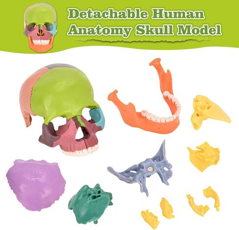 Human Skull Model, Detachable Palm-Sized Skull Model, 15 Parts Exploded Anatomy Skull Model, Mini Anatomical Head Model for Medical Students, Teaching Tools, White in Kuwait