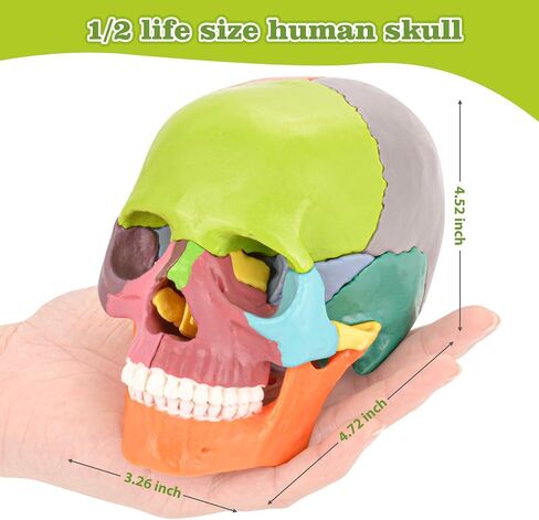 Human Skull Model, Detachable Palm-Sized Skull Model, 15 Parts Exploded Anatomy Skull Model, Mini Anatomical Head Model for Medical Students, Teaching Tools, White in Kuwait