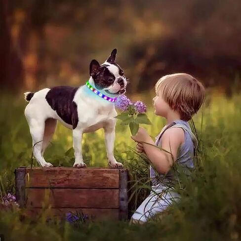 GS GLOWSEEN طوق الكلب المتوهج القابل لإعادة الشحن USB-C، طوق الكلب المضيء مع حلقة على شكل حرف D لربط المقود، والحزام، وتوهج سيليكون ناعم في الظلام حجم طوق الكلب قابل للتعديل للكلاب الصغيرة والمتوسطة الكبيرة (أرجواني) in Kuwait