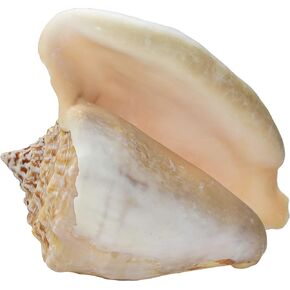 Large Milk Conch Seashell - Bahamas Conch Shell - 5-6 inch by Nautical Beach Decor