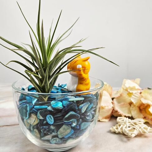 Natural Crushed Shells Chips Irregular Mother of Pearl Seashell Fragments Sea Shell Pieces for DIY Crafts, Vase Filler, Decorating, Home Décor in Saudi Arabia