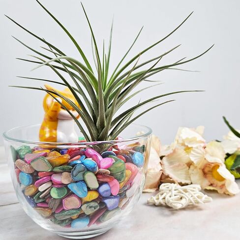 Natural Crushed Shells Chips Irregular Mother of Pearl Seashell Fragments Sea Shell Pieces for DIY Crafts, Vase Filler, Decorating, Home Décor in Saudi Arabia