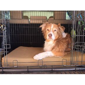 Barker Beds سرير صندوق العظام (كبير ، كوردورا)-وسادة رغوة الذاكرة 4 بوصة لصناديق الكلاب-مصممة للكلاب الكبيرة-غطاء متين وقابل للآلة-يدعم المفاصل-المصنوعة في الولايات المتحدة الأمريكية