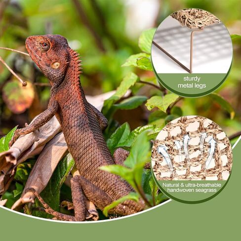 Adjustable Bearded Dragon Hammock – Natural Seagrass Reptile Hammock with Collapsible Metal Legs – Lizard Hammock for Bearded Dragon, Gecko, Snake, Frog, Hermit Crab(Rectangle) in Saudi Arabia