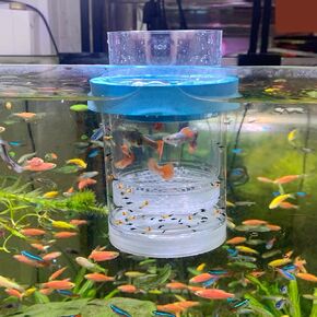 middlefloatingbreederbox Breeder Box for Fish Tank Isolation Aquarium Separator Hatchery Incubator for Guppy Baby Betta Saltwater Clownfish Coral Aggressive or Injured Fish (Middle Two-Piece Set)