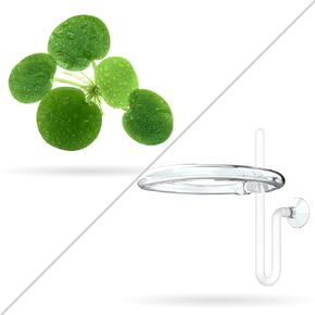 20+ أوراق Amazon Frogbit (+ نبات مكافأة مجاني) مصنع عائم مباشر لحوض السمك (Limnobium laevigatum) بواسطة Aquarigram