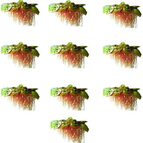 Live Aquarium Red Root Floater Plants - Highly Sought & Removes Nitrates - Easy to Maintain - Promote High Water Quality - 10 Leaf Red Root Floaters Plants