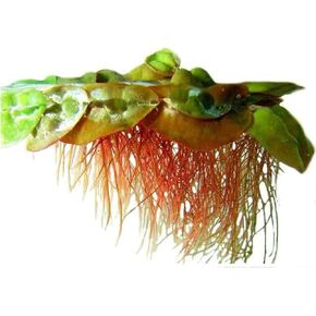 Live Aquarium Red Root Floater Plants - Highly Sought & Removes Nitrates - Easy to Maintain - Increases Beaty - Promote High Water Quality - 4 Ounce Portion