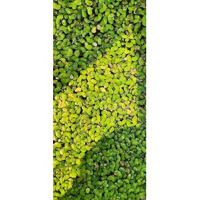 5,000 pc Live Duckweed (Lemna Minor) – 3-Day delivery, Organic Floating Aquatic Plant for Aquariums, Ponds, Aquaponics & Turtle Tanks | Natural Water Cleaner & Fish/Reptile Treat (5000)
