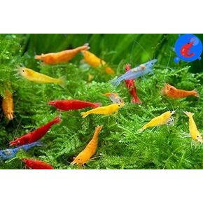 Shrimp Up Aquatics™ 10+ Mixed Color Neocaridina Shrimp Live Freshwater Aquarium Inverts Live Arrival! Mixed