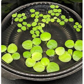 6 Mini Amazon Frogbit + 6 Combo Combo ، Betta Fish Aquarium Flosting للمبتدئين