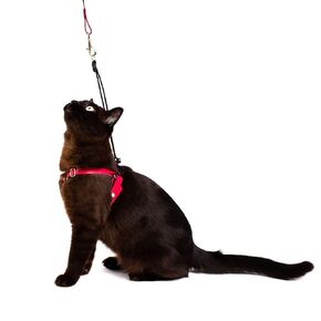 The OutBound Kitten Harness™ - raspberry bridle leather, custom, grows with your kitten, designed to prevent back out escape (Medium)
